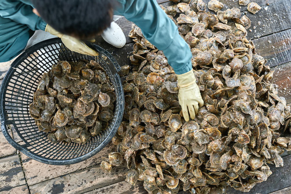 Is Oyster Farming Harming The Environment? The Momentum