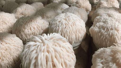 Lions Mane Mushrooms Used To Combat Brain Disorders The Momentum lions-mane-mushrooms-used-to-combat-brain-disorders-the-momentum