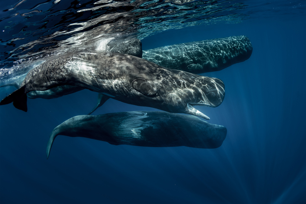 Ways To Reduce Ocean Noise Pollution The Momentum Ways To Reduce Ocean Noise Pollution The Momentum