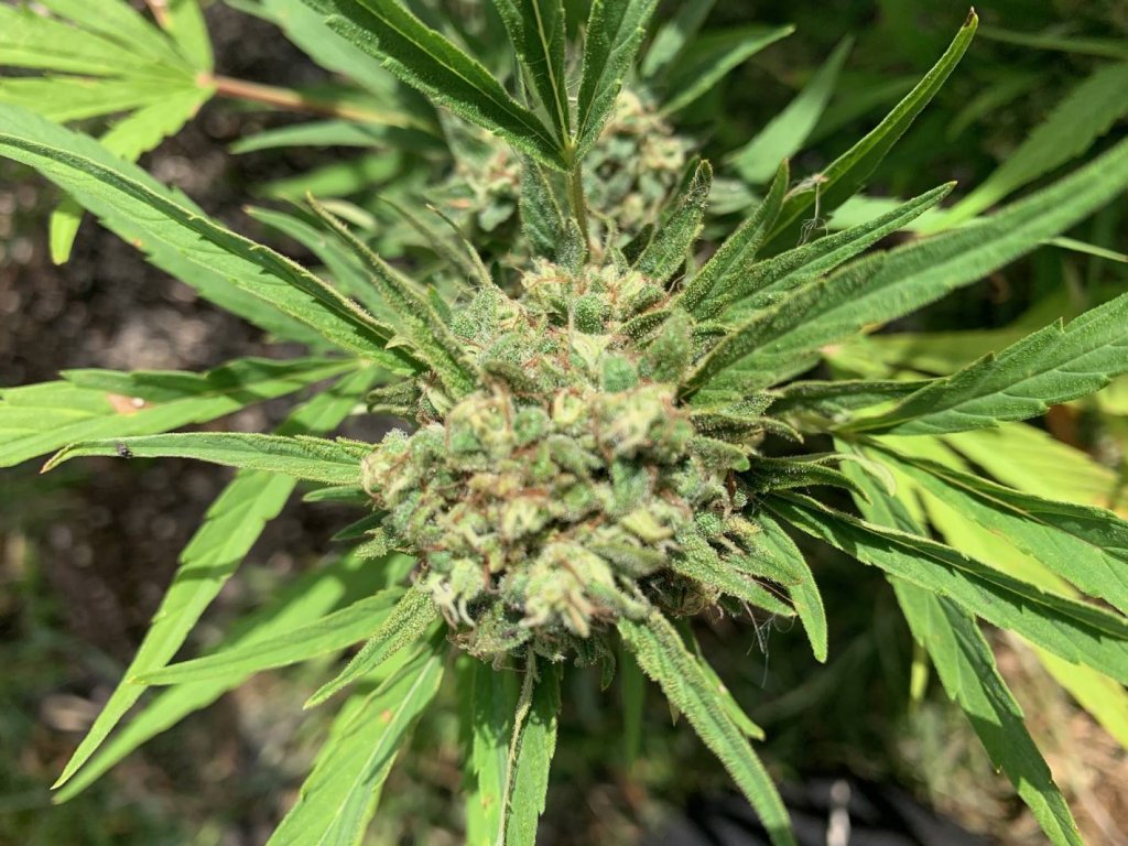 Interview Farming Hemp in Florida, the Challenges