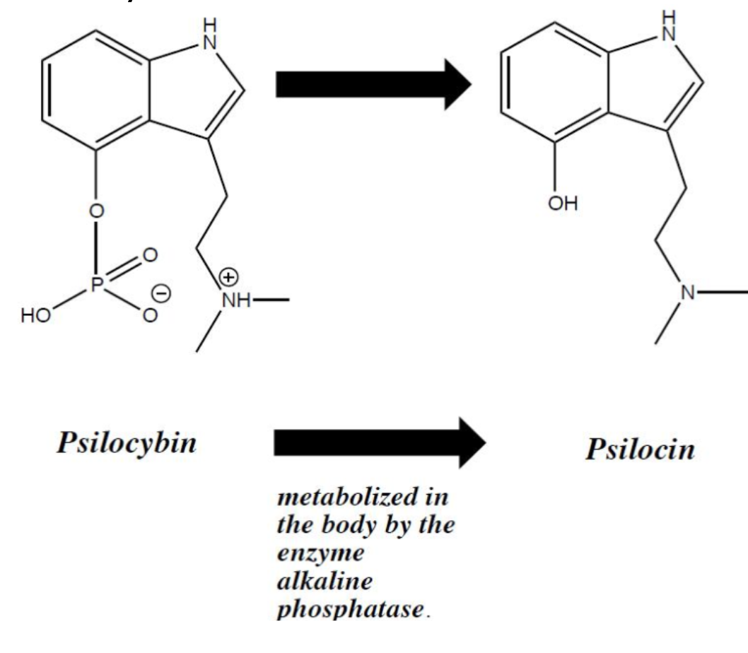 How To Get Certified To Administer Psilosybin In Colorado Psilocin Guide: Effects, Benefits, Risks, and Legality