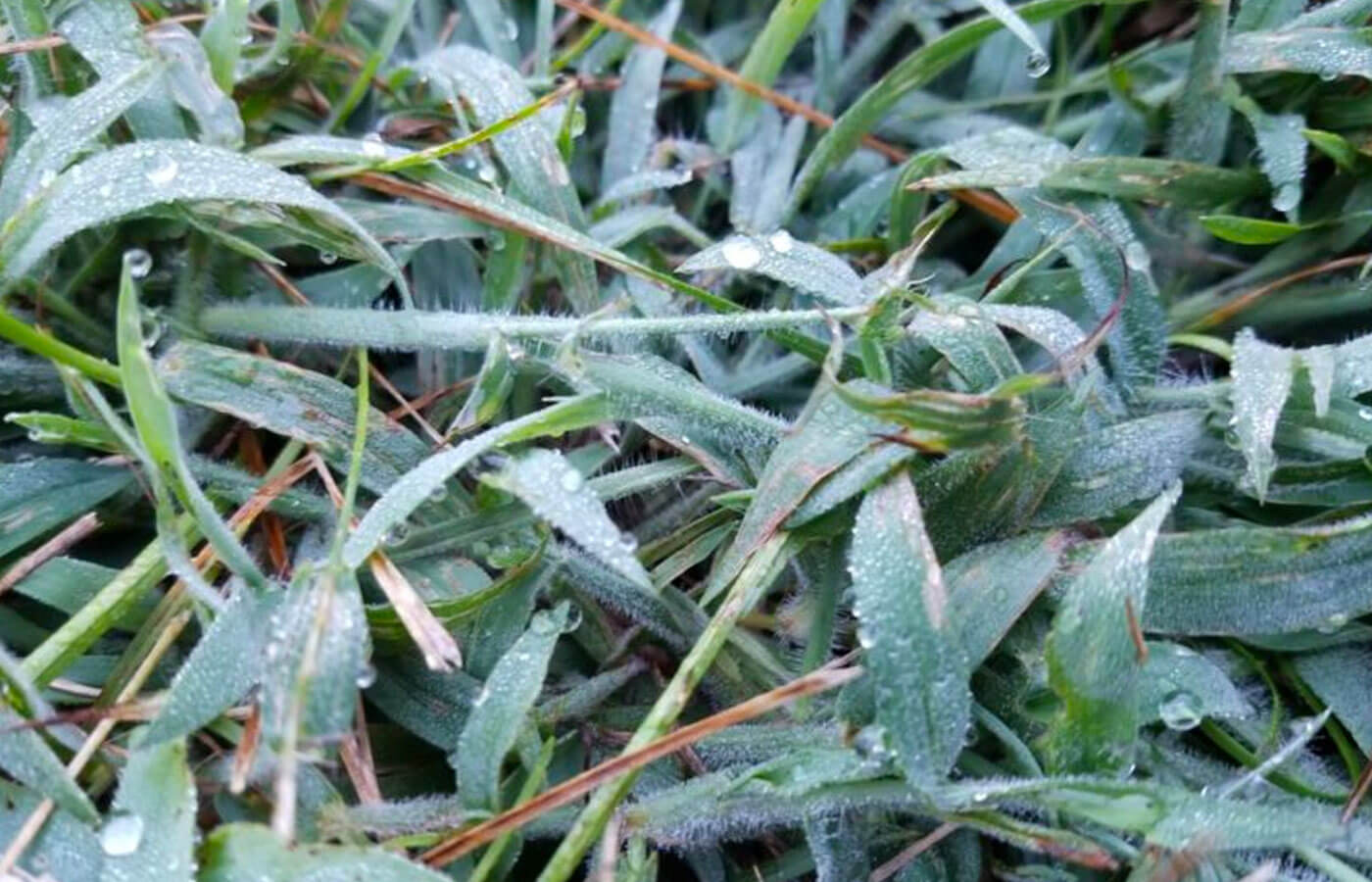 How To Treat Crabgrass Canopy Lawn Care