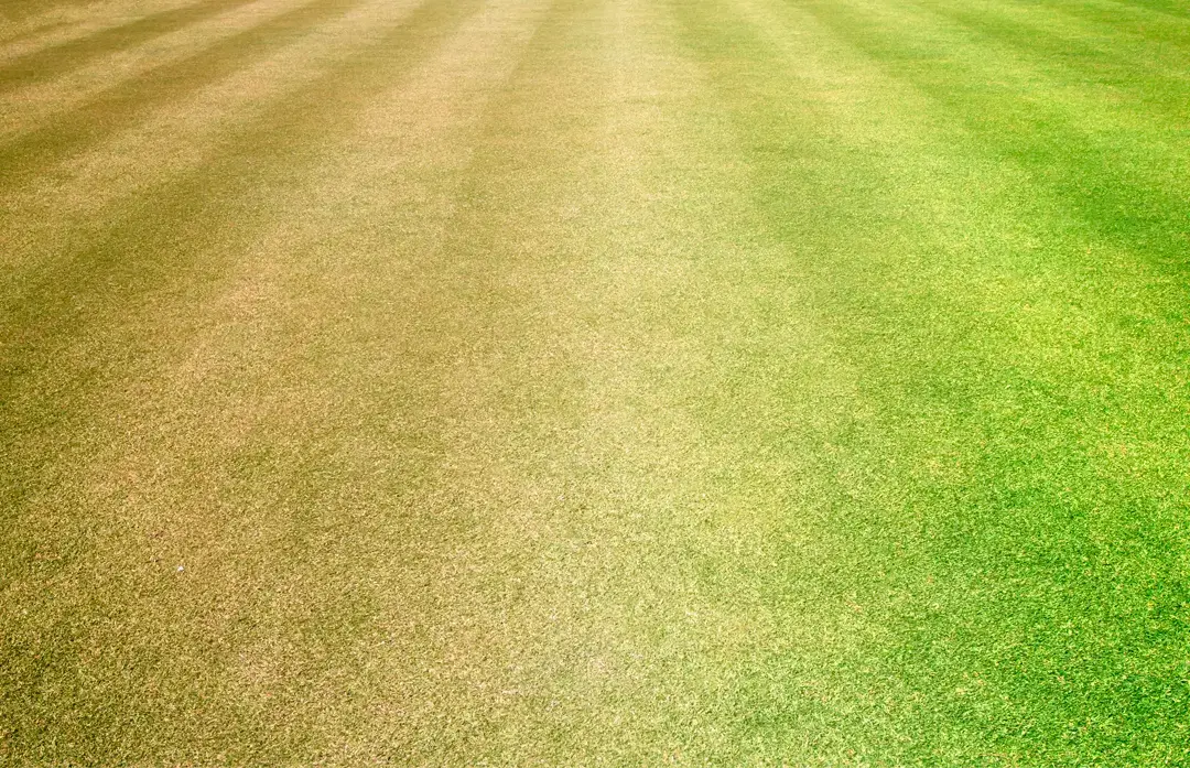 How To Care For Your Lawn After Aeration & Seeding Canopy Lawn Care