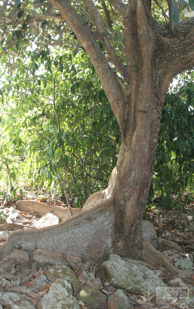 Hong Kong's Wild Stars The Fighter in the Ferocious Flow Looking