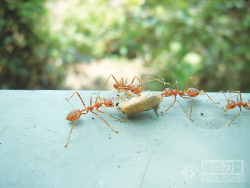 奇趣大自然 | 真・社會性 — 螞蟻