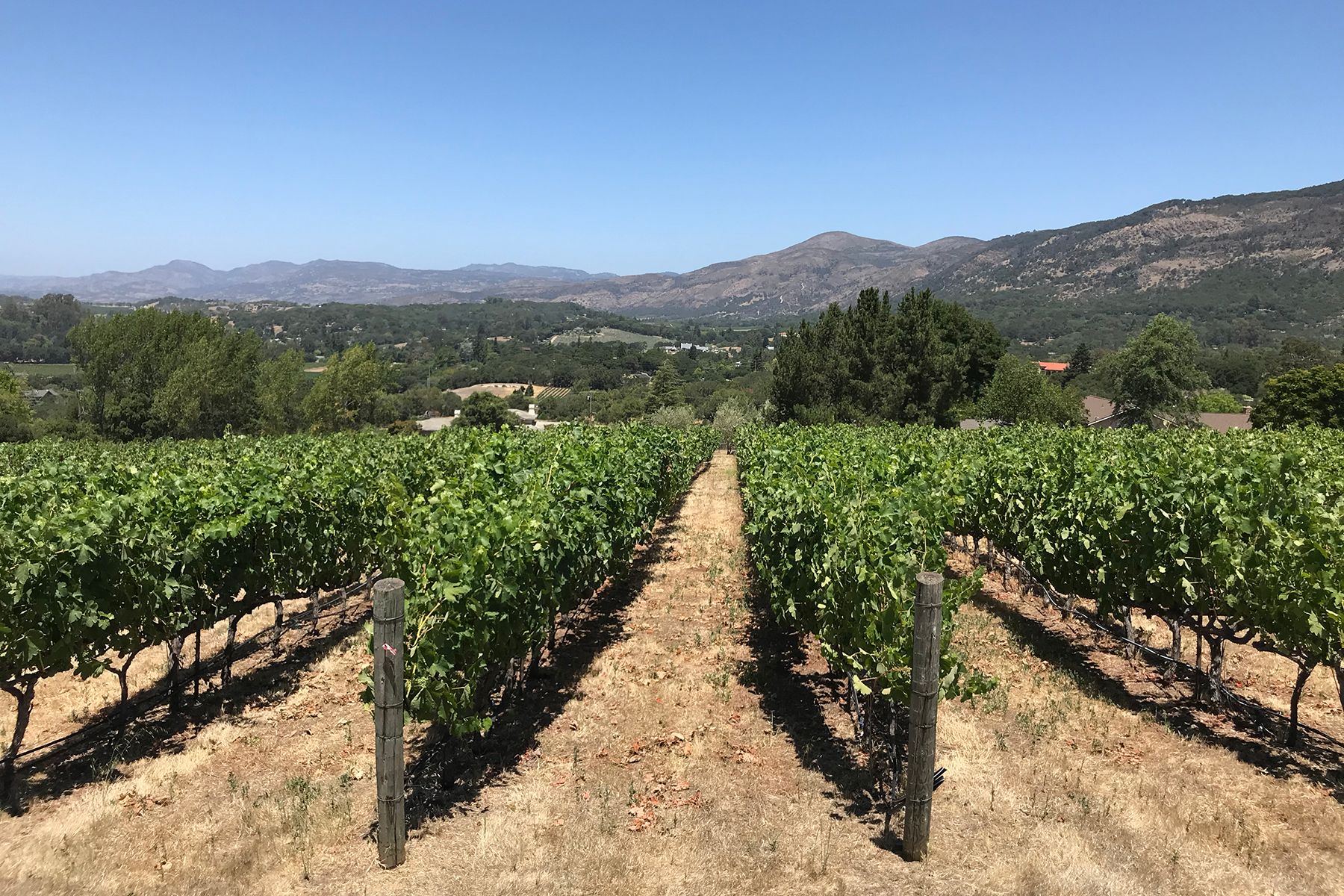 Cortese Vineyard