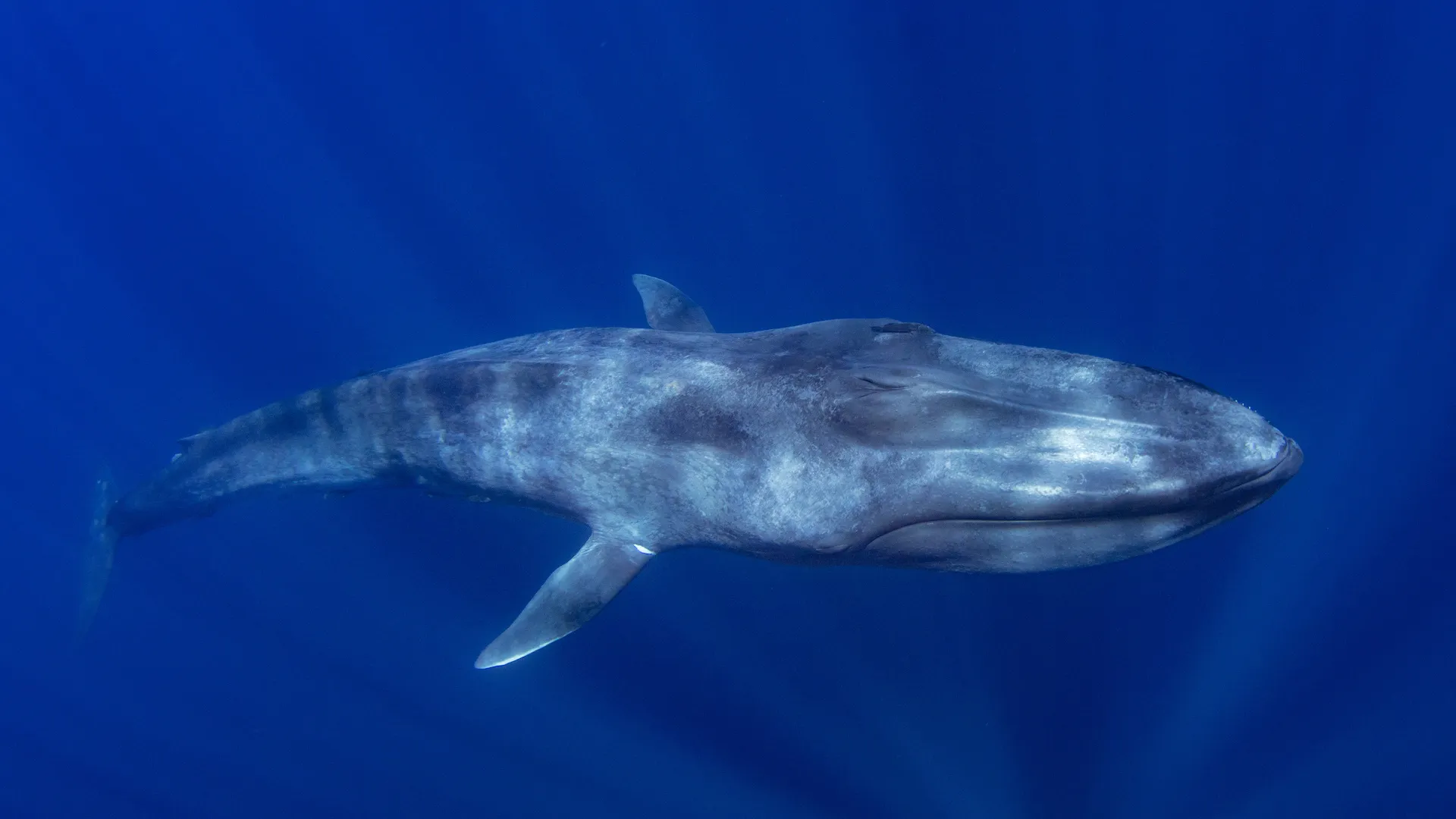 Blue Whale Fact Sheet ACS Orange County