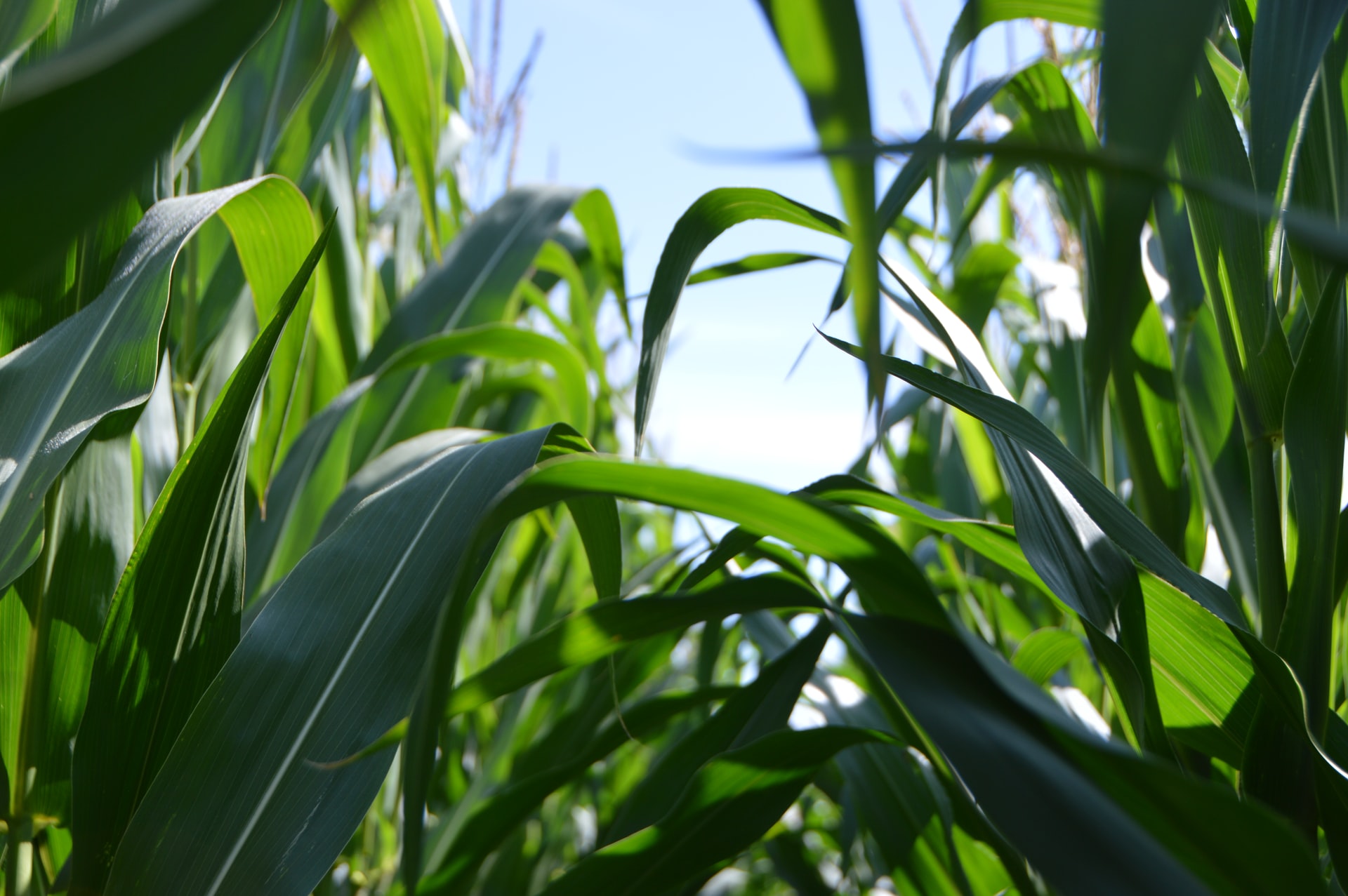 agrarius image of crops growing