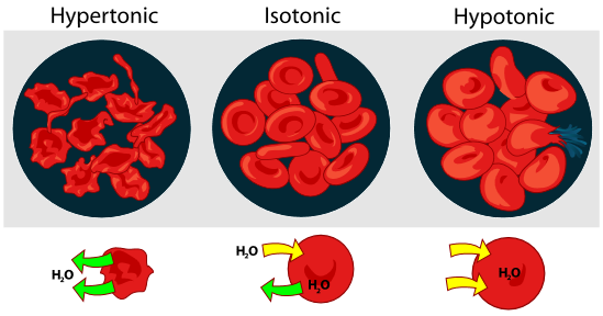 diffusions and osmosis graphic