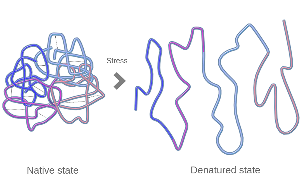 protein denaturation in native state and denatured