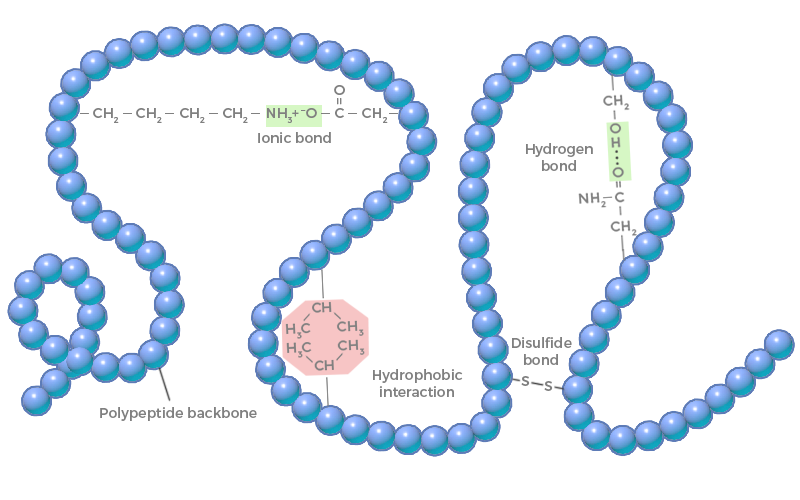 protein interactions