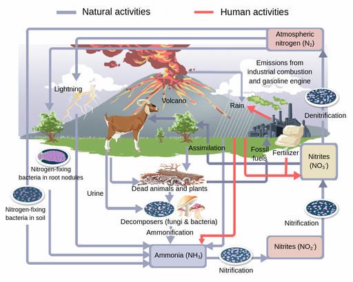 nitrogen cycle labster