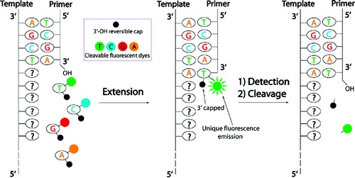 Next Generation Sequencing experiment