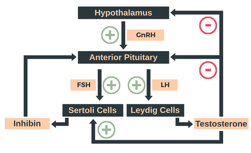 Male reproductive feedback loops