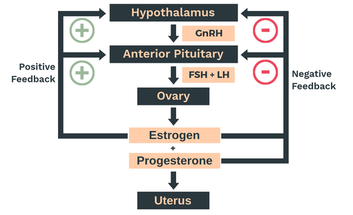 female reproductive feedback loops