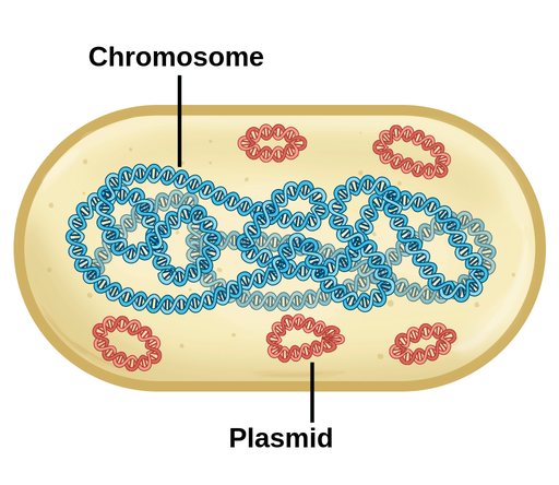 GTB PlasmidCell.en.x512