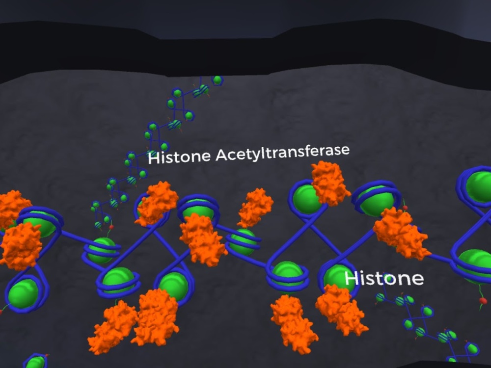 gene regulation simulation