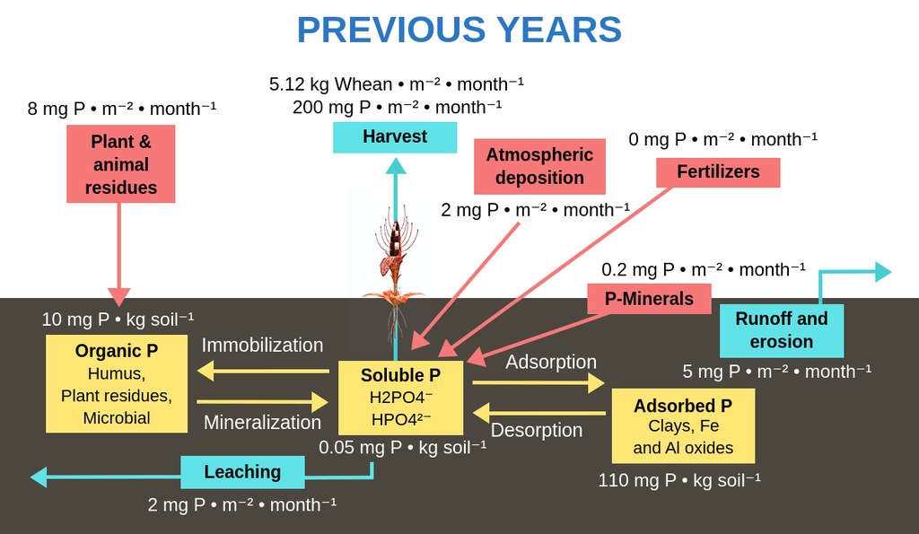 Phosphorus Cycle