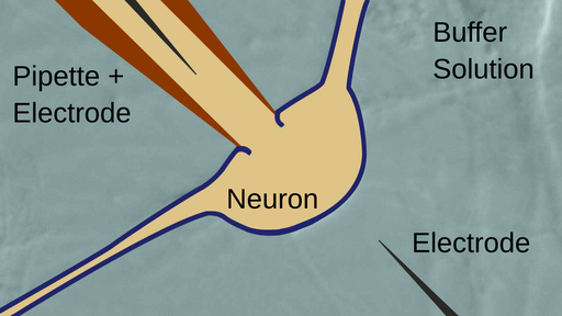 patch clamp experiment