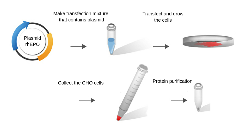 Mammalian Expression System