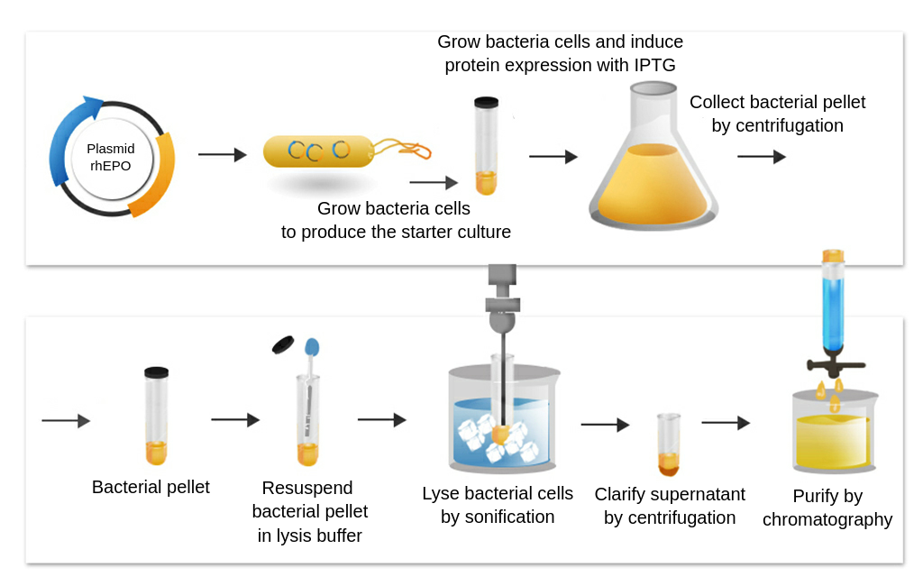 bacteria expression system