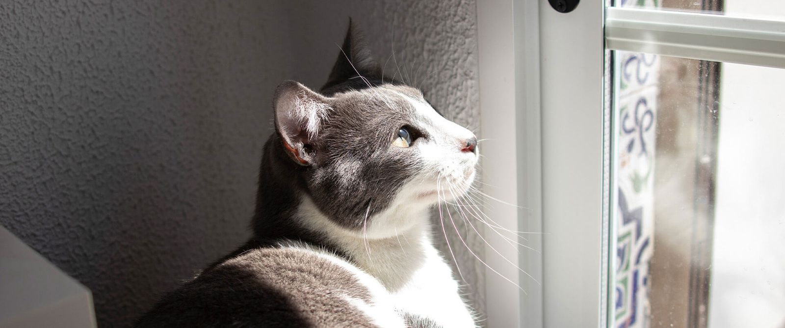 Perineal Urethrostomy in Cats Nova Pets Health Center