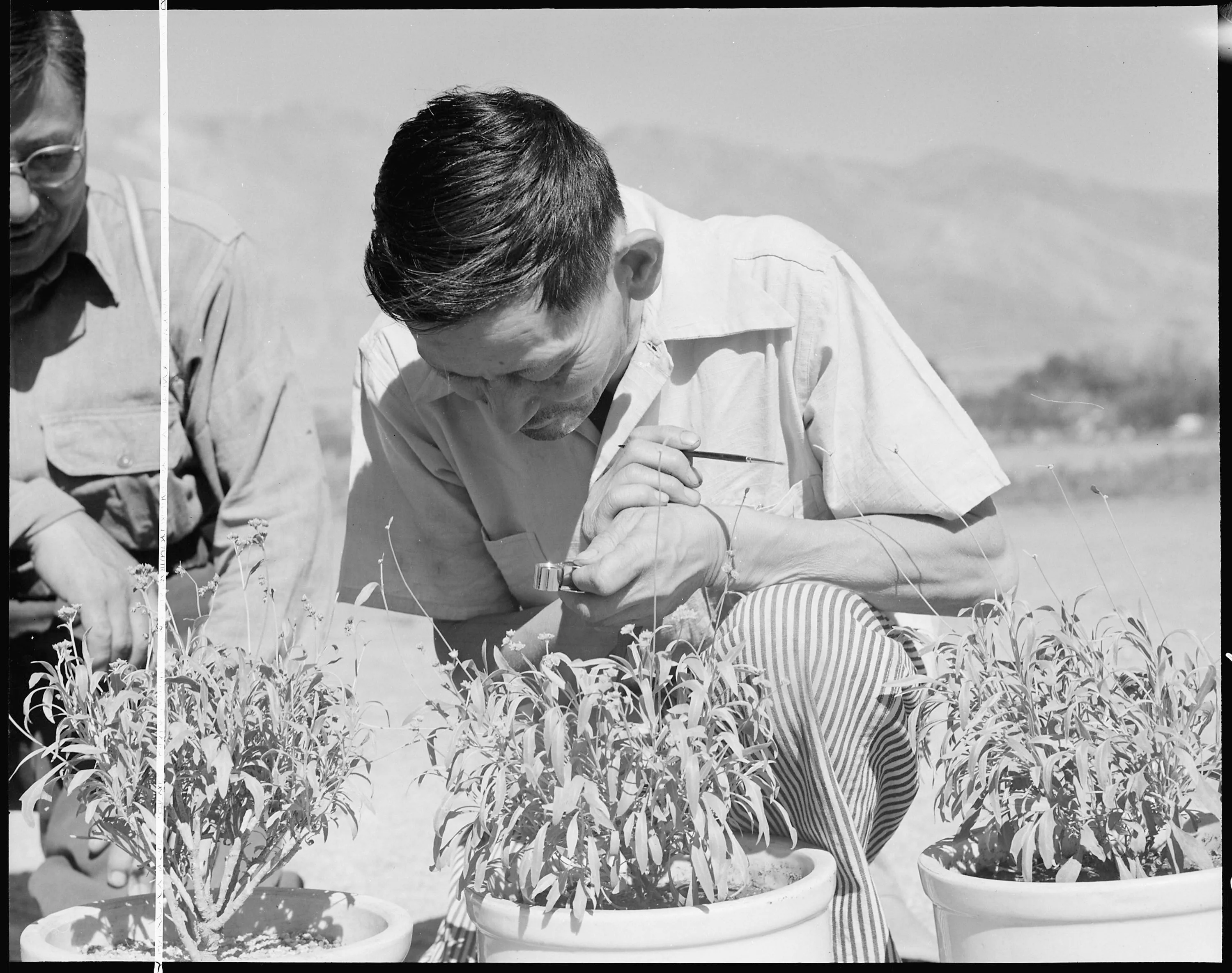 George J. Yokomizo, hybridizer for the guayule rubber experiment project. Courtesy of the National Archives and Records Administration, Ctrl.#: NWDNS-210-G-C736; NARA ARC#: 538030; WRA; Photographer Dorothea Lange