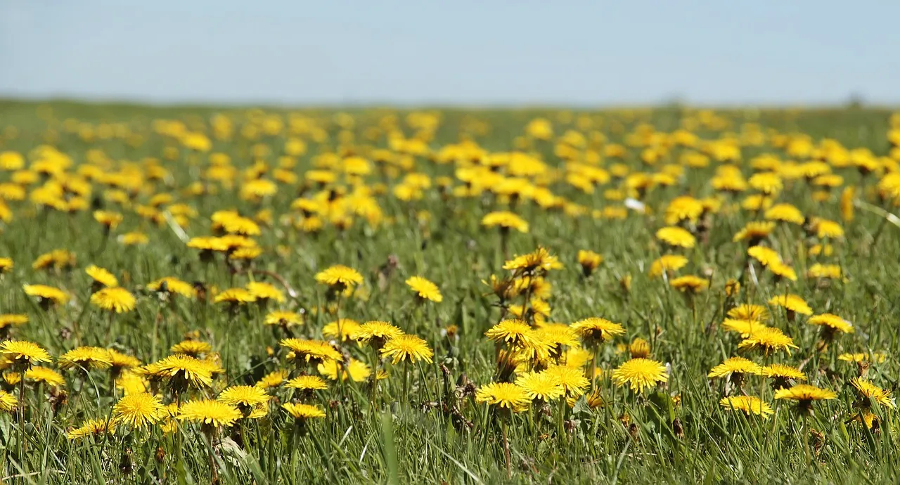 A field of dandelions