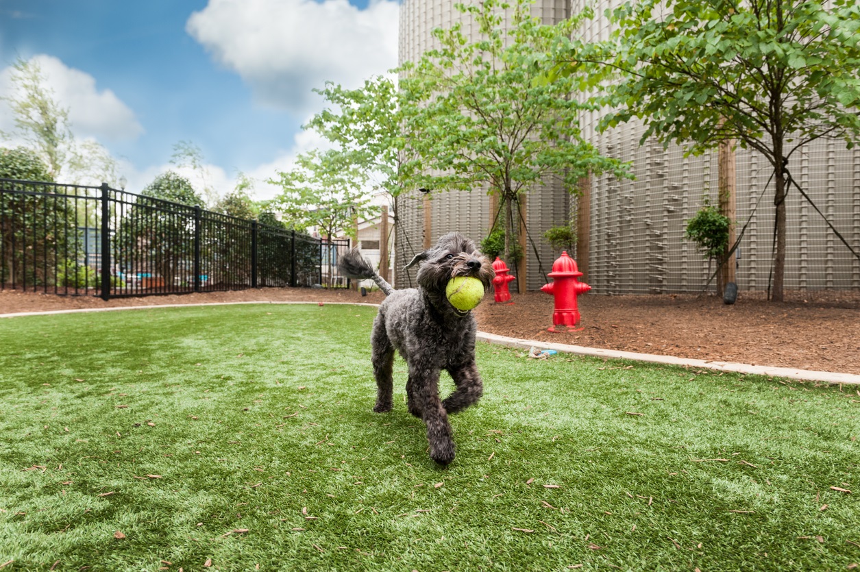 Dog Friendly Artificial Turf Atlanta