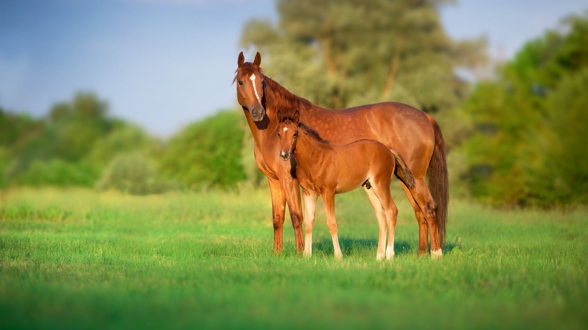 A dark brown horse looking to the left.