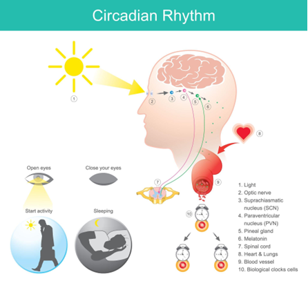 What Is Circadian Lighting A Guide To Illuminate Your Wellbeing Robern What Is Circadian Lighting A Guide To Illuminate Your Wellbeing Robern