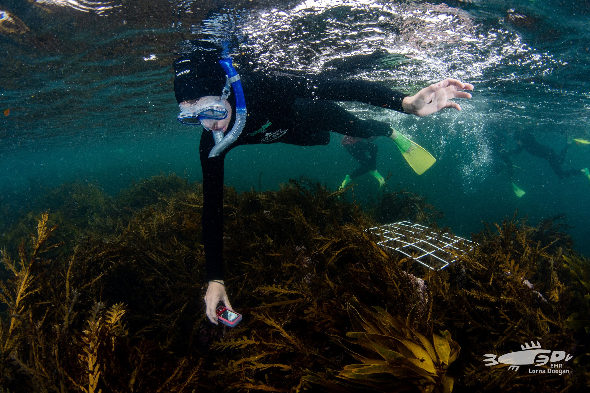 WADING HONEY, SEAWEED SAMB main image 0