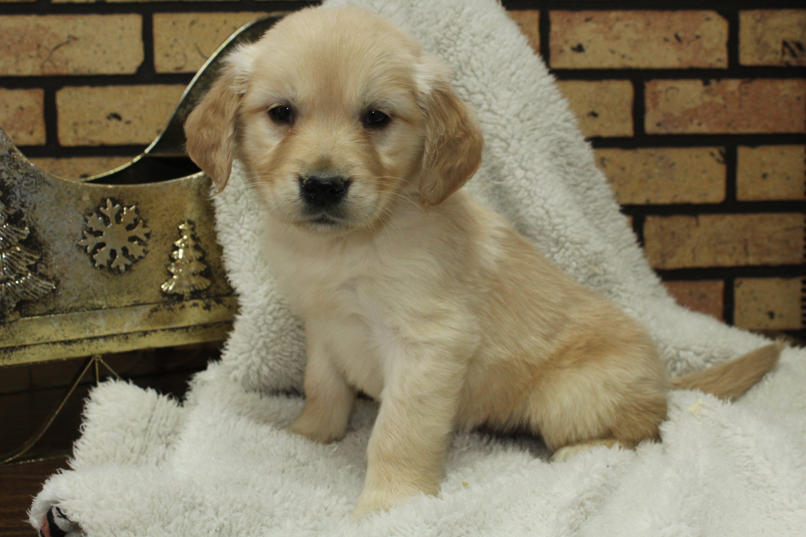 Puppies West Lane Kennel Linwood, ON