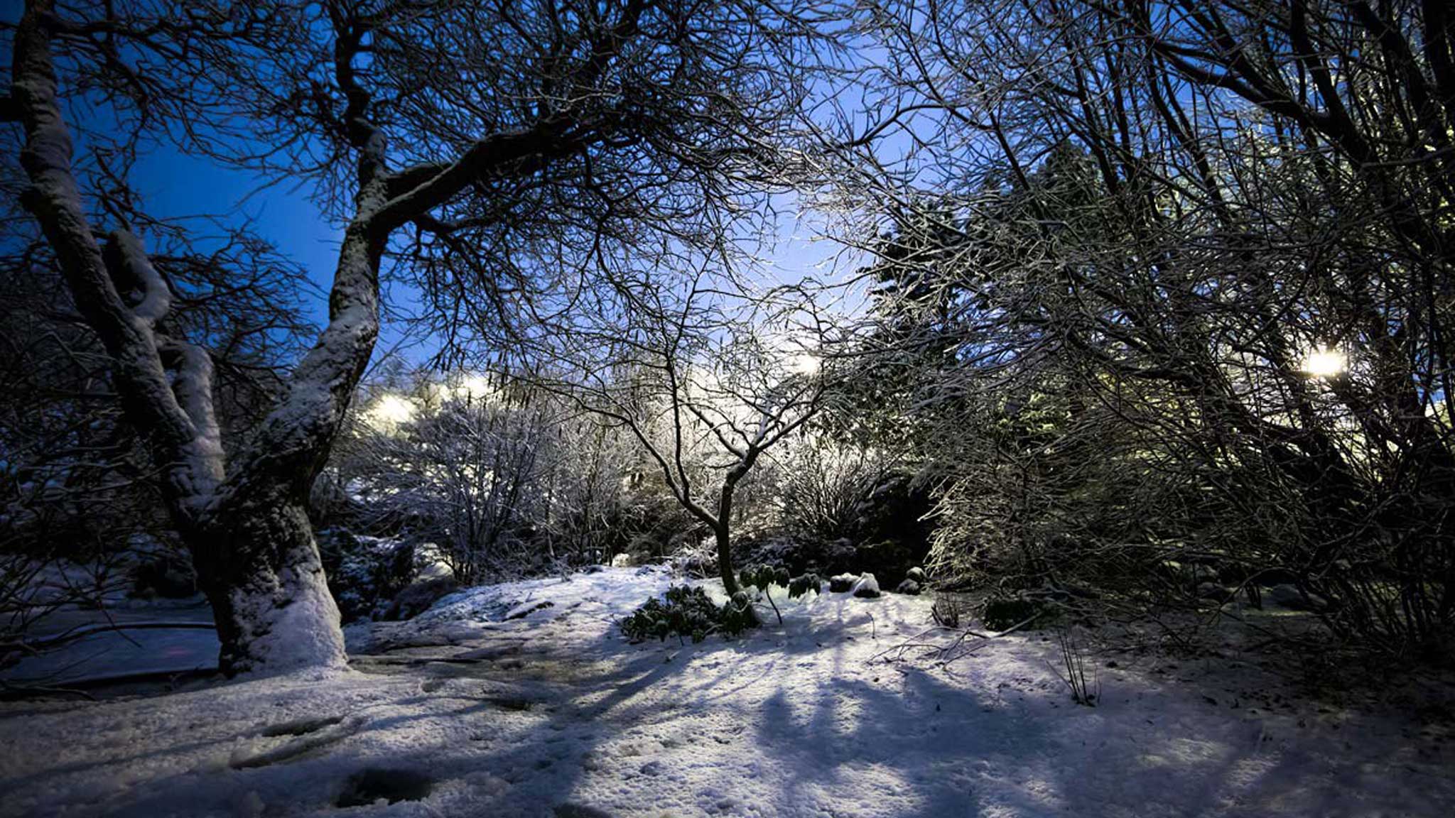 creepy forest in a dramatic light in the winter time. snow covering the ground in Iceland