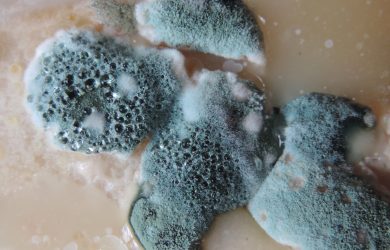 How to Prevent Mold