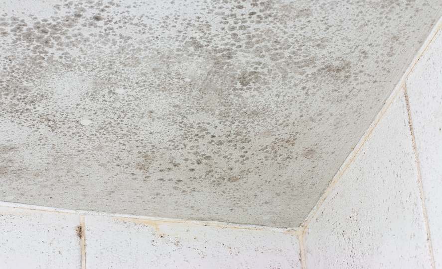 How to Prevent Mold in Your Bathroom RooterMan