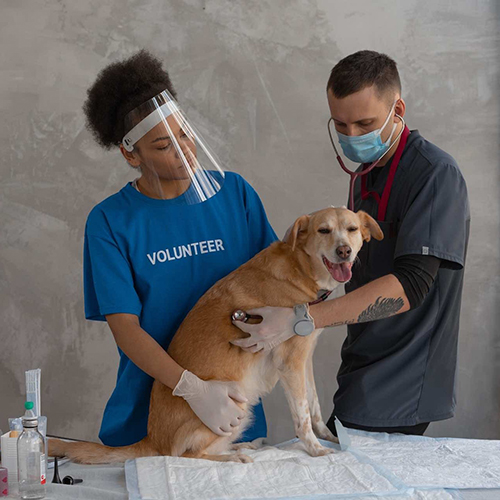 A Guide to Studying Veterinary Medicine in Europe