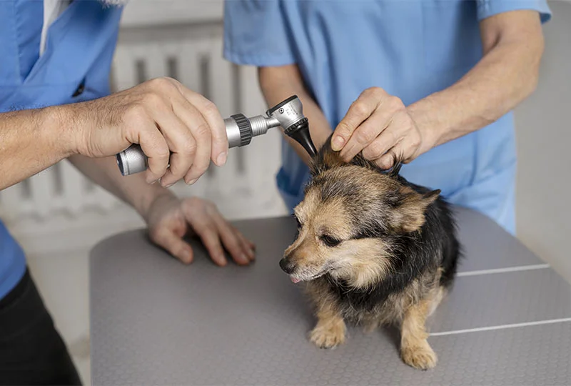 Otite du chien : symptômes et traitements