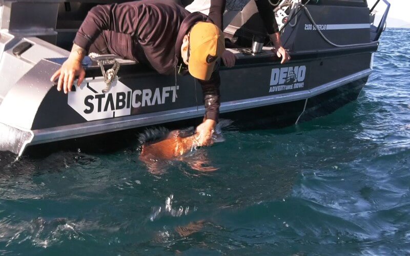 How To Safely Release Fish Like Snapper Trevally And Kingfish