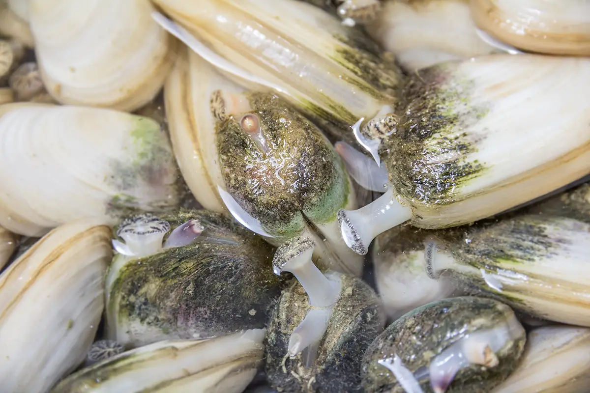 Paralytic shellfish poisoning warning west coast North Island