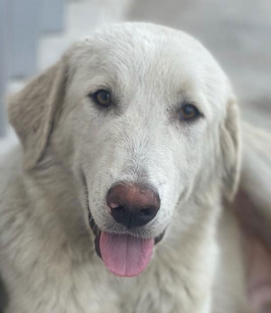 King Vermittlungsportal der Hilfe für HSH e.V.