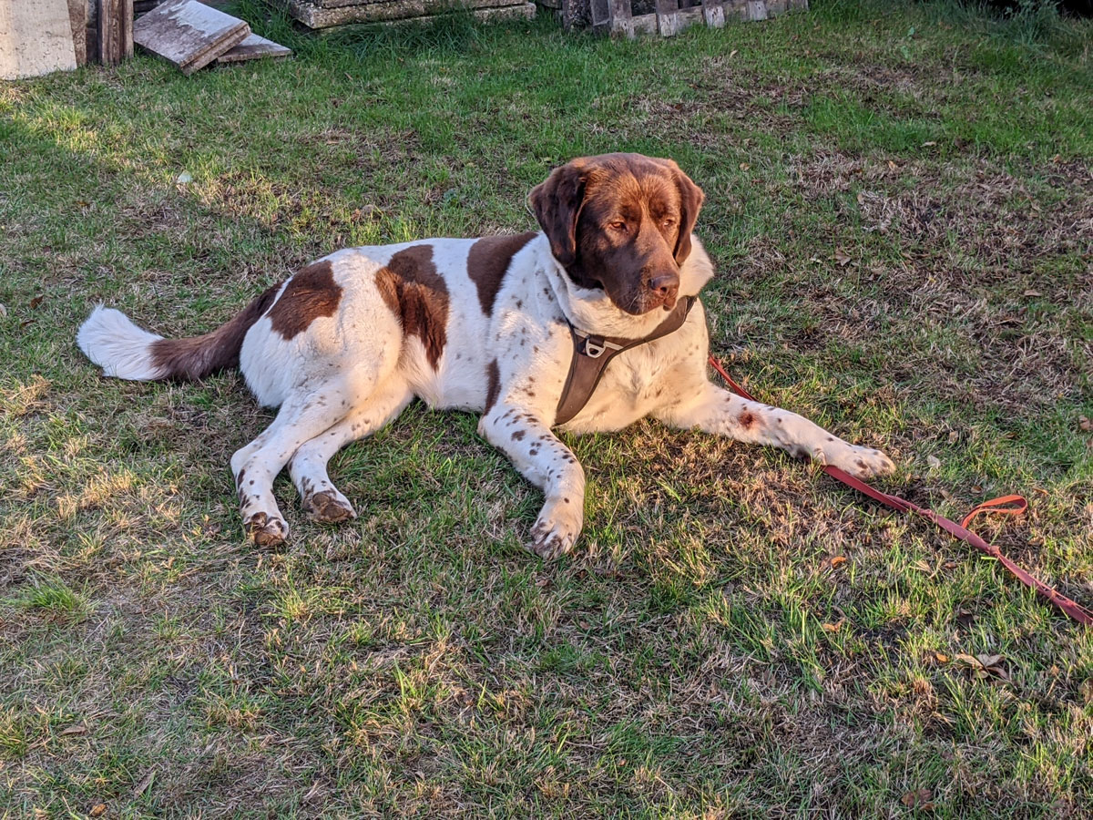 Cora Vermittlungsportal der Hilfe für HSH e.V.