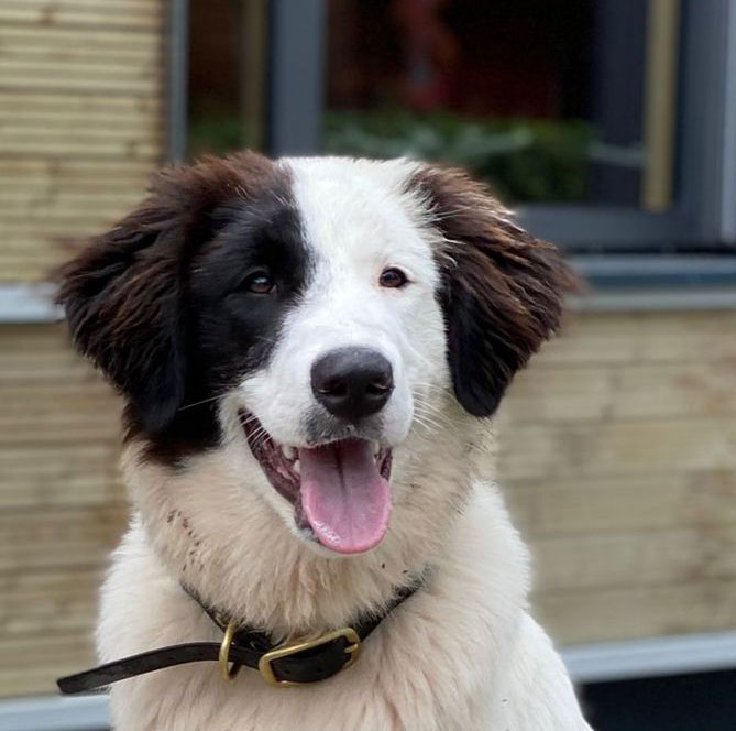 Buddy Vermittlungsportal der Hilfe für HSH e.V.