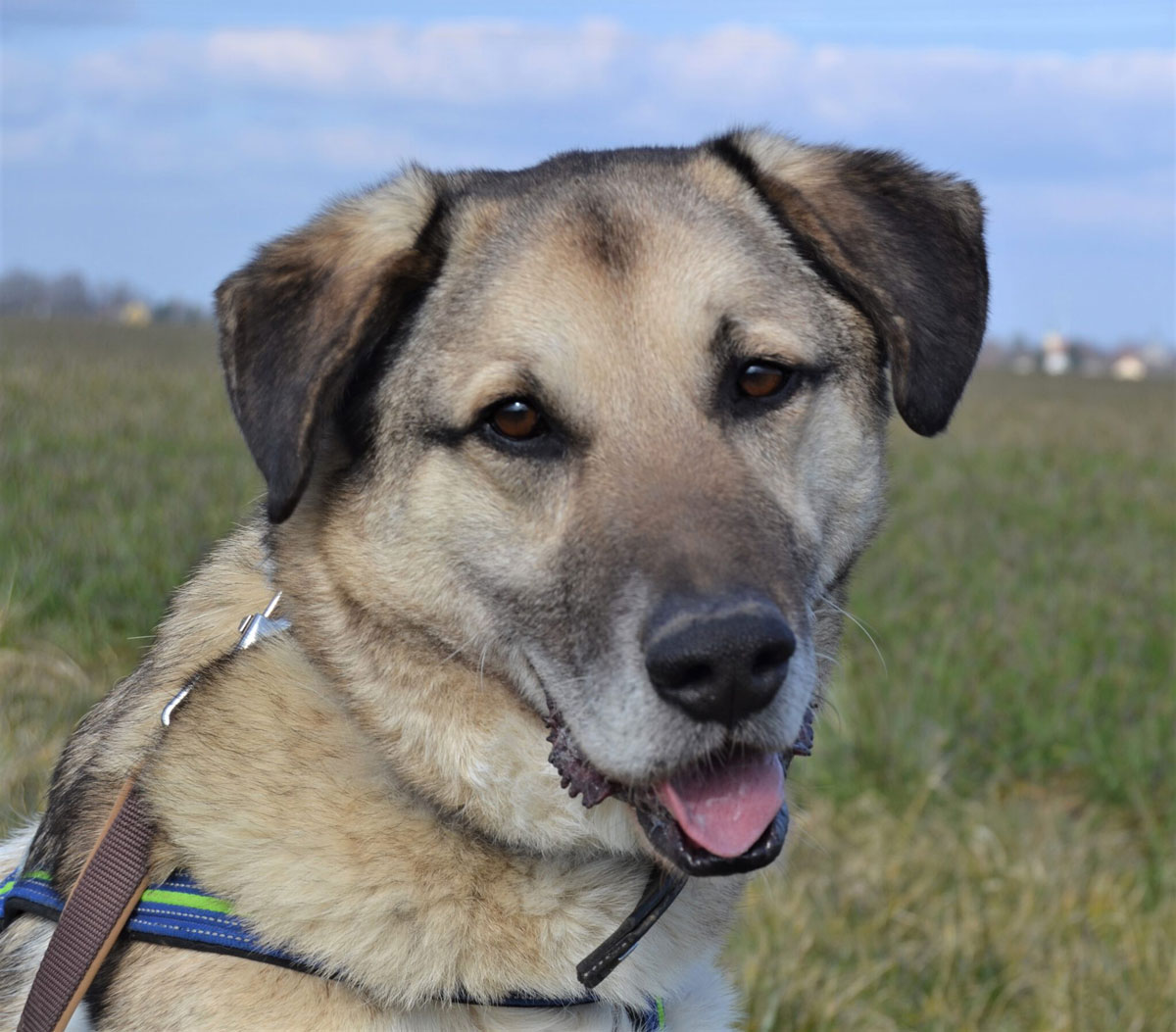 Ismael Vermittlungsportal der Hilfe für HSH e.V.