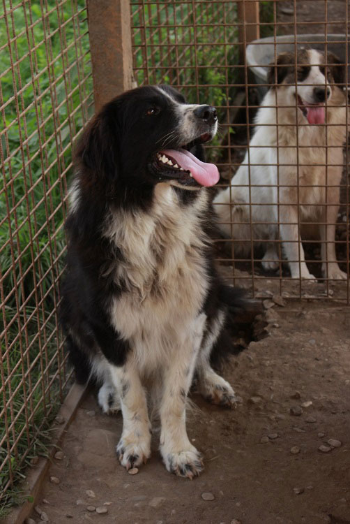 Racos Vermittlungsportal der Hilfe für HSH e.V.