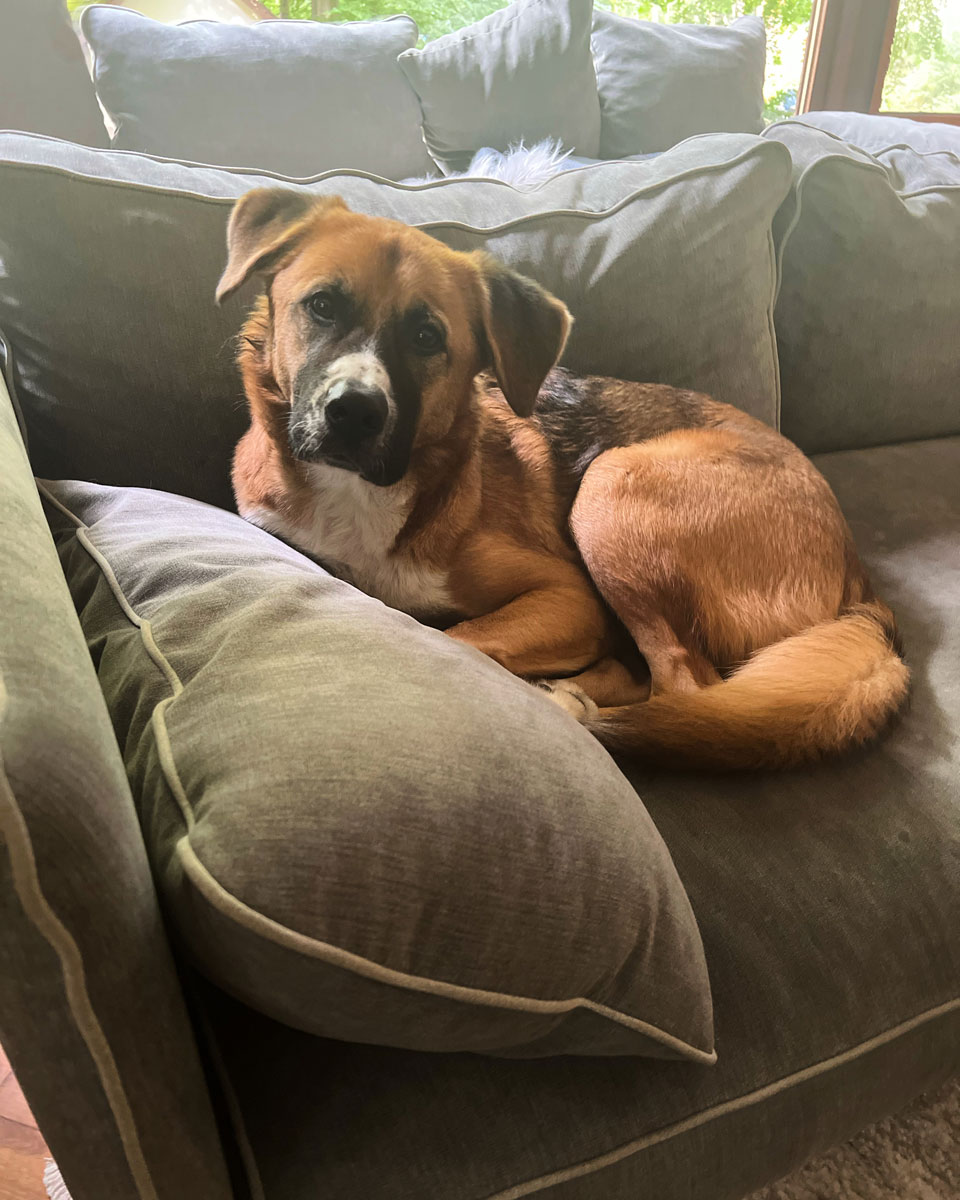 Apollo Vermittlungsportal der Hilfe für HSH e.V.