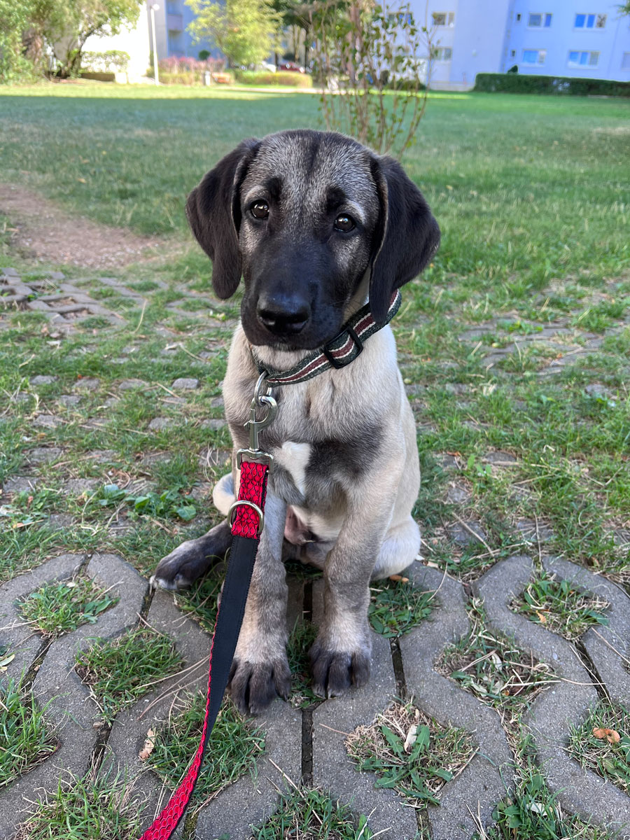 Paco Vermittlungsportal der Hilfe für HSH e.V.