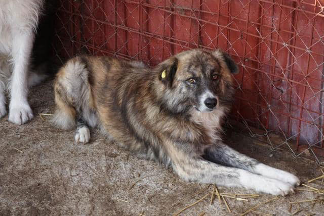 Avalon Vermittlungsportal der Hilfe für HSH e.V.