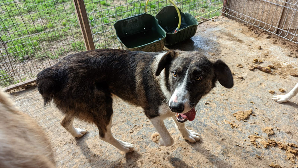 Farley Vermittlungsportal der Hilfe für HSH e.V.