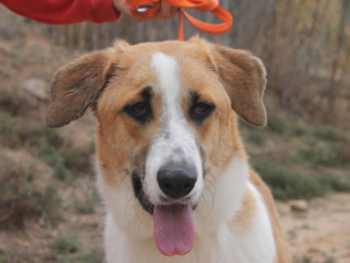 Soliman Vermittlungsportal der Hilfe für HSH e.V.